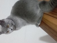 British shorthair kızımızı sahiplendiriyoruz