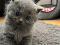 British ve scottish fold dişi kedimiz