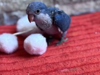 Evde Beslenecek Süper Şirin Monk Papağanı