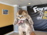 SCOTTISH FOLD VE BRITISH SHORTHAIR YAVRULARI ANKARA