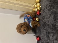 Orijinal toy poodle bebeklerimiz