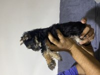 Tuvalet Eğitimli Yorkshire Terrier
