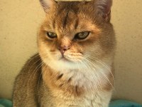 Orjinal safkan golden black british shorthair baskın erkek