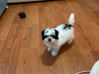 Yavru morkie