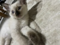 2 aylık dişi ve erkek yavrular siyam