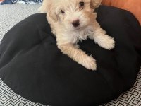 Maltipoo yavru