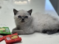 Safkan Mavi Bakışlı Bir Rüya 2 Aylık British Blue Point