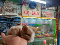 Cins bebek tavşanlar