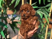 Korean Poodle Yavrularımız