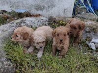 Kilo Ve Boy Garantili Maltipoo Yavrular İstanbul