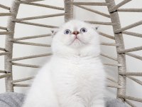 SAFKAN MAVİŞ GÖZLÜ EŞSİZ GÜZELLİKTE KEDİLERİM