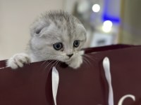 Uygun puanlı pamuk şeker scottish fold