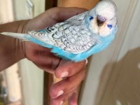 30 günlük kusursuz 3 jumbo erkek bebek muhabbet