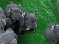 Blue üst kalite french bulldog bebekler