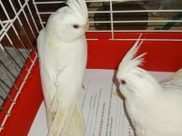 Yavru Albino Sultan Papağanı