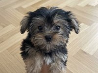 Ev ortamından yavru köpekler