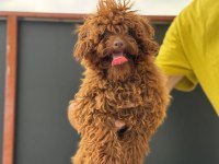Tea Cup 7 Aylık Dişi Kore Poodle 1.850 Gr 