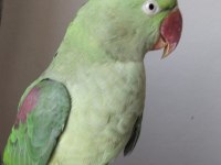 Alexander (İskender) dişi papağanım