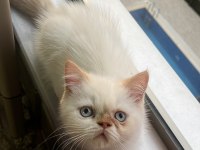 Show kalite ırk garantili exotic shorthair bebeğimiz