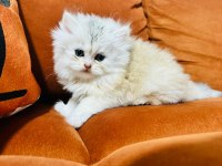 Güzel british longhair prensesim