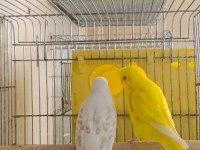 Damızlık yerli albino lutino hazır takım ve tek dişi kuşlar