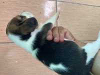 Beagle biblolar
