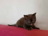British shorthair kahverengi