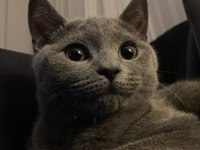 British shorthair kedisi