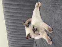 3 aylık dişi blue point british shorthair aşıları yapıldı