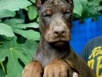 A ŞECERELİ DOBERMAN