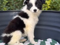 Petmode Köpek Çiftliğinden border coli yavrularımız