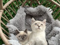 Scottish fold ve british yavrularımız