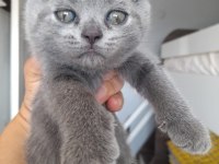 Scottish fold scottish yavrular