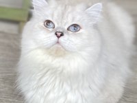 GÜZEL KEDİLERİMİ SAHİPLENDİRİYORUM