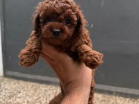 Kısa Kuyruk Kore Dark Brown Yavrular
