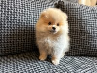 Pomeranian boo yavrularımız