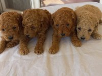 Poodle yavrusu bebeğimiz