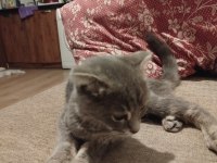 4 Aylık Scottish Fold Yavru