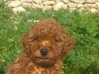 DİŞİ TOY POODLE A KALİTE
