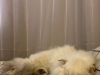 British Longhair 8 Aylık Dişi