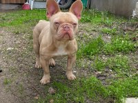 İsabella güzel bir french bulldog erkeği