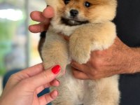 A kalite tesy bear ayı surat pomeranian