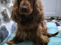 Komut eğitimli ve tuvalet eğitimli efsane köpeğimiz kuki