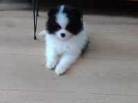 POMERANİAN BOO TEACUP YAVRULAR