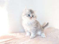 Safkan British Longhair Blue Golden