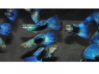 Neon blue Lepistes damızlık