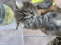 Yavru scottish fold kedimiz