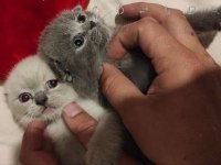 Safkan bicolor ve golden süt beyaz british longhair yavrular