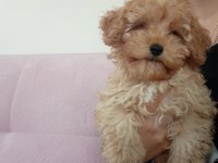 TEACUP F2 Maltipoo Yavrumuz