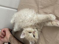 Sarı Şeker Bal Surat Chinchilla Oğlan